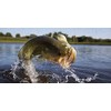 Purina | Game Fish Chow - Floating Diet for Pond