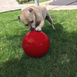 Hueter Toledo Virtually Indestructible Ball 10" Diameter Color ship Randomly