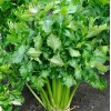 Sunshine Seeds Tendercrisp Celery Seeds (300) / ORGANIC / FLORIDA