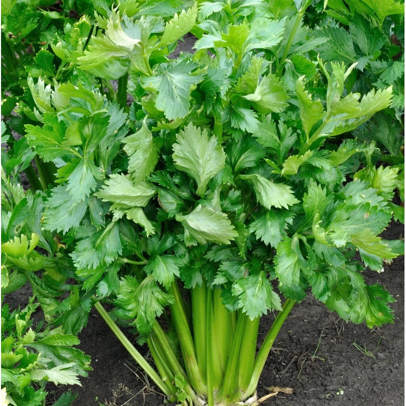Sunshine Seeds Tendercrisp Celery Seeds (300) / ORGANIC / FLORIDA