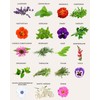 Tactiko Edible Flower & Herb Seeds Kit - 35 Heirloom