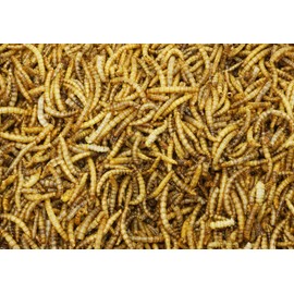 Mann Lake PH524 Wonder Grubs 5 lb Non-GMO Dried High-Protein Mealworms for Chicken, Duck, Wild Bird, Fish, Reptiles, Tortoise, Amphibians, Lizard, 4 Pack, Meal Worms