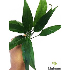 Mainam Spathiphyllum Wallisii Bundle Live Aquarium Decorations Aquatic Plants for Fish Tank