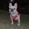 UNA MASCOTA Pechera Arnés Ajustable Triangulo Perros Raza Chica Mediana