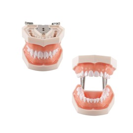 Hoite Dental Typodont Teeth Model 28 PCS Spare Teeth for Dental Practice Education Dentists Students