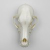 Taxidermy Real Animals Skull Decor - Model Animals Bones Specimen,Taxidermy