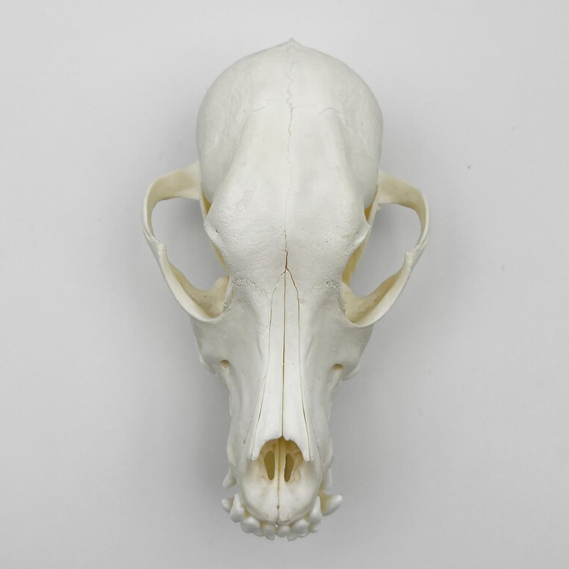 Taxidermy Real Animals Skull Decor - Model Animals Bones Specimen,Taxidermy