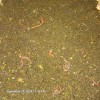 fishalotfarms 4 Lbs Freshly Sifted Redwiggler Worm Castings With Cacoons
