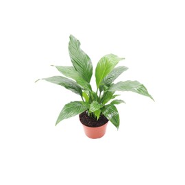 Peace Lily Plant - 6'' California Tropicals