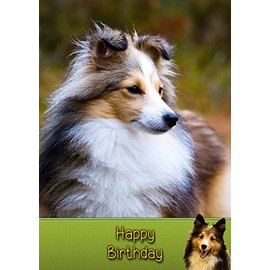Sheltie/Shetland Sheepdog Birthday Card