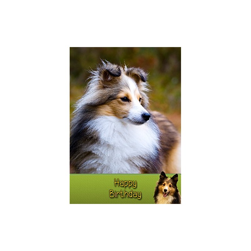 Sheltie/Shetland Sheepdog Birthday Card