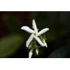 Rare Scented Jasmine Flower Easy to Grow 5g Seeds