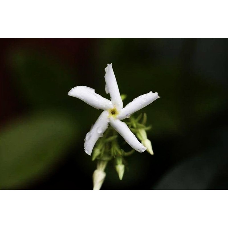 Rare Scented Jasmine Flower Easy to Grow 5g Seeds