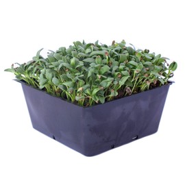 Fenugreek Herb Seeds - 1 Lb ~33,600 Seeds - Non-GMO, Open Pollinated, Annual - Herb Garden & Microgreens Seeds