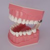 Dental Teeth Model Typodont for Brushing Flossing Practice Demonstration Teaching