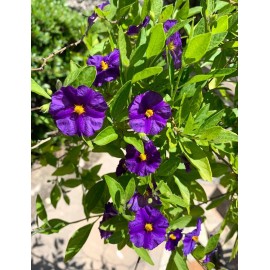 Home-Growth Lycianthes rantonnetii, Potato Bush - 10 stems 4-6 inches - USA seller
