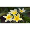 Yellow Hawaiian Plumeria Frangipani 1 Cuttings L41