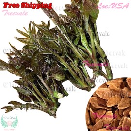 Treevale Chinese Toon, Chinese Mahogany, Chinese Cedar, Beef Onion Plant, Red Toon SEEDS - 20 Seeds No Tracking