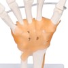 Hand Skeleton Model Life Size PVC On Base with Joints