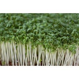 JustSeed - Vegetable - Cress - Common Plain - 20,000 Seeds -Approx 60g