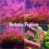 50 Plant Stems Pack - Live Aquatic Freshwater Plants -