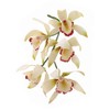 PME 103FF039 JEM Medium Cymbidium Orchid Cutter, Set of 8,