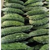 TomorrowSeeds Black Pearl Bitter Melon | Indian Bitter Gourd Dark