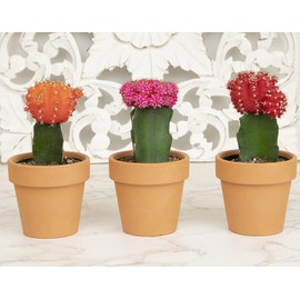 Grafted Cactus Plants Live in Clay Pots for Plants (3 PK), Live Cactus Plant in Cactus Soil Potting Mix, Live Mini Cactus Succulents Plants Live Cacti, Live Succulents in Cactus Pot by Plants for Pets