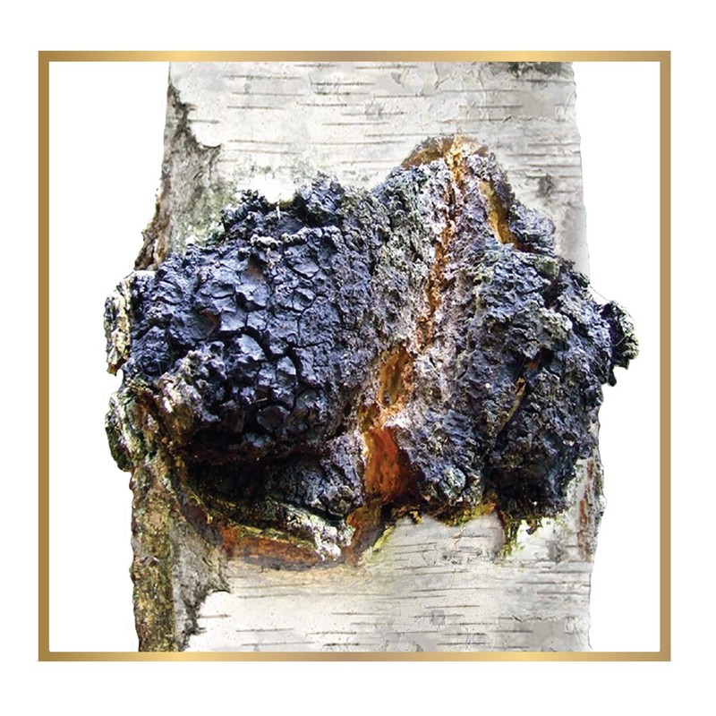 Siberian Chaga Mushroom Loose Tea with Birch Tree Buds 4
