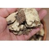 Cheongung 200g Domestic Ssanghwa Tea Materials Purchased Tea Materials Peony