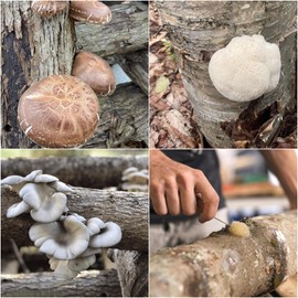 North Spore Log Inoculation Bundle | 500 ct Shiitake, Lions Mane, and Blue Oyster | Wax, Daubers, and Drill Bit | Grow Mushrooms on Outdoor Logs | Premium Quality Mushroom Plug Spawn | Handmade in USA