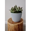 Tymar Flower Pot, Pack Of 2, Round Shape, Planter (2