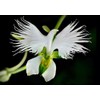 100PCS Dove Orchid White Egret Flower Seeds Plant Garden Heirloom