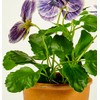 Worth Imports 10" Blue Pansy in 4" Pot Plant