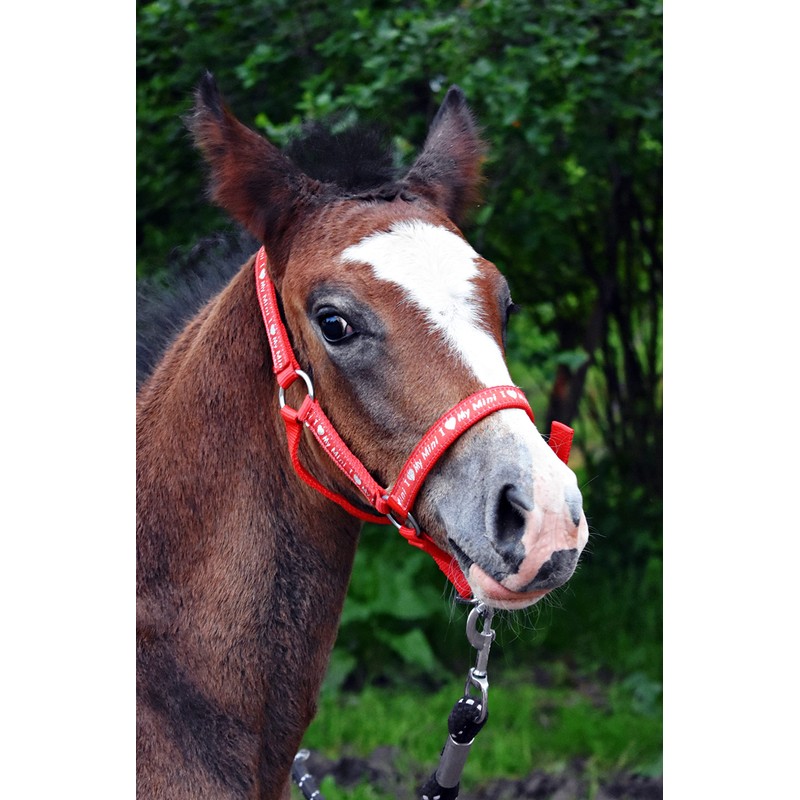Start ILoveMyMini Foal Noseband Adjustable on Chin & Headpiece Foal