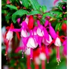 Fuchsia Flower Seeds Perennial Home Plant Bonsai 100 Pcs Seeds
