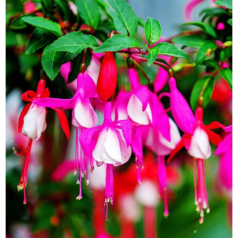 Fuchsia Flower Seeds Perennial Home Plant Bonsai 100 Pcs Seeds