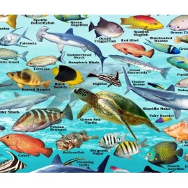 Franko Maps Caribbean Reef Creatures Poster - Beautiful illustrations of tropical fish