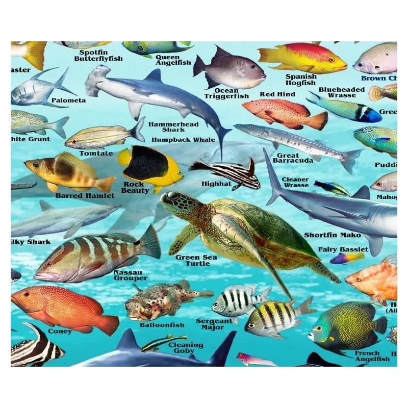 Franko Maps Caribbean Reef Creatures Poster - Beautiful illustrations of