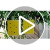 Qualirey Yellow Sticky Traps for Indoor & Outdoor Plants