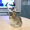 Realistic Jackalope Furry Wild Animal Replica Figurine Easter Bunny Spring