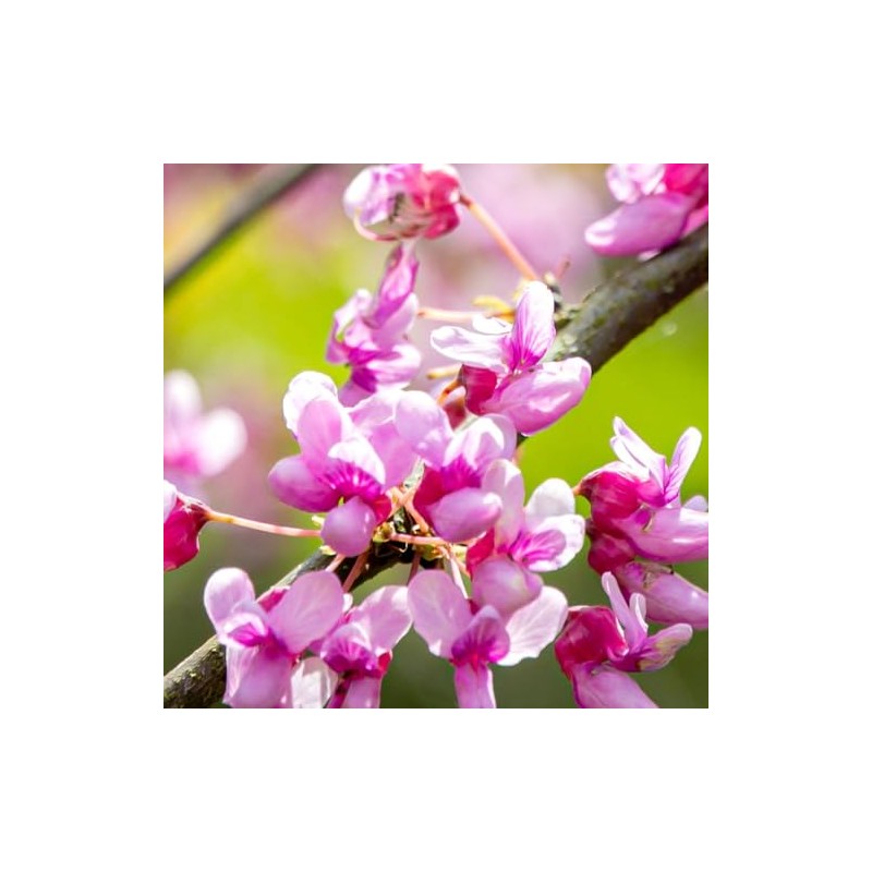 The Easterm Redbud, Rosy Pink Flowering, Ornamental, Deciduous, Medium Growth