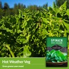 New Zealand Spinach Seed for Planting - 1 Packet with