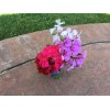 Freshcuts Ivy Geranium Four Colors 8 cuttings for rooting Pelargonium