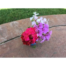 Freshcuts Ivy Geranium Four Colors 8 cuttings for rooting Pelargonium