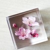 Felinas Cherry Blossom Herbarium "Kanzakura" Celebration Gift Mother's Day Present