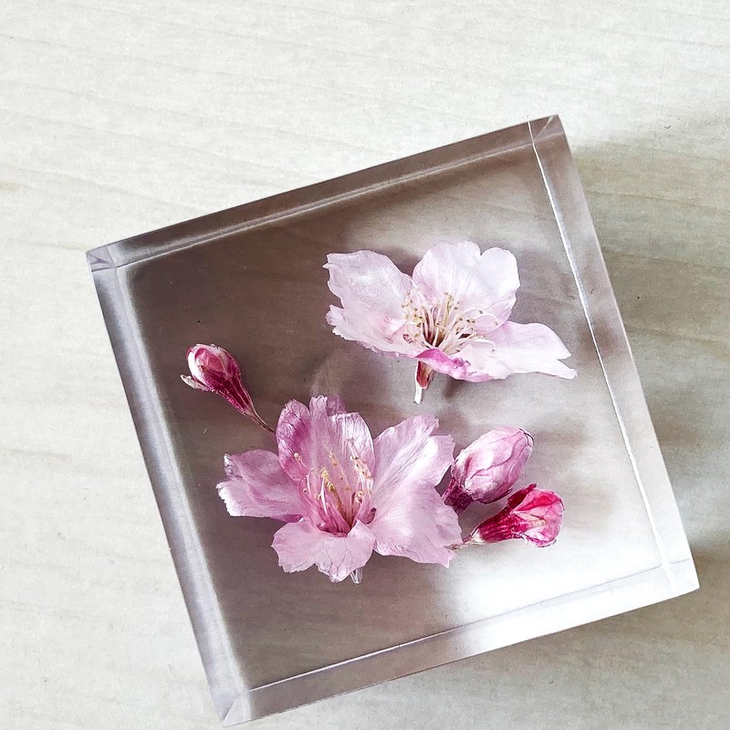 Felinas Cherry Blossom Herbarium "Kanzakura" Celebration Gift Mother's Day Present