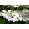 Bush Japanese Snowball Shrub - 6-12" Tall - Live Plant