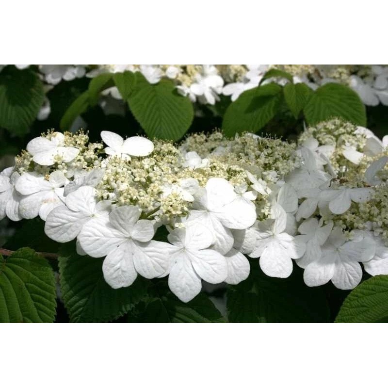 Bush Japanese Snowball Shrub - 6-12" Tall - Live Plant