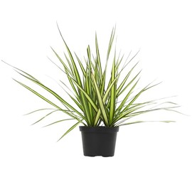 Sunray Dracaena Plant Live Dragon Tree in 6 inch Pot, Easy Plant Decor, Variegated Dracaena Marginata House Plant, Air Purifying Plant, Live Indoor Plant, Desk Plant & Office Plant by Plants for Pets